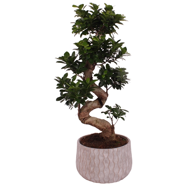 <h4>Ficus. Ginseng S-Shape Ø24cm in Ø28cm Ceramic PL569</h4>