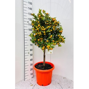 Citrus Calamondin on stem