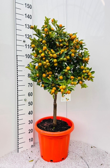 <h4>Citrus Calamondin on stem</h4>