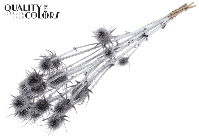 <h4>Cardi Distel Natural 5pc/bunch 70cm Silver + Glitter</h4>