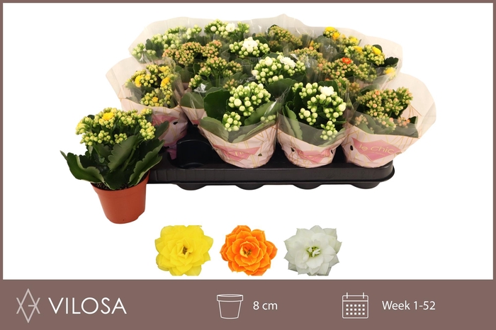 <h4>KAL GE GEM 3 KL</h4>