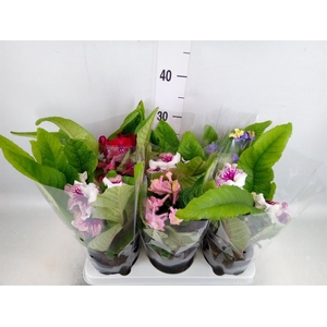 Streptocarpus   ...mix