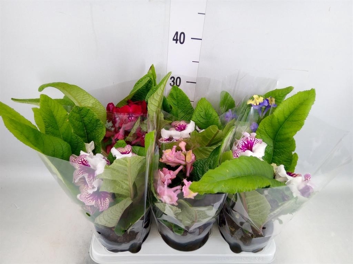 <h4>Streptocarpus   ...mix</h4>