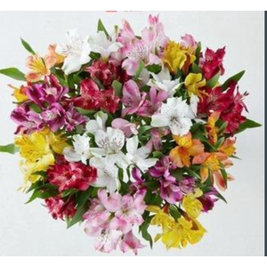 ALSTROMERIA ASSORTED
