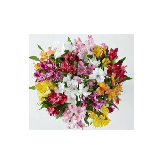 <h4>ALSTROMERIA ASSORTED</h4>