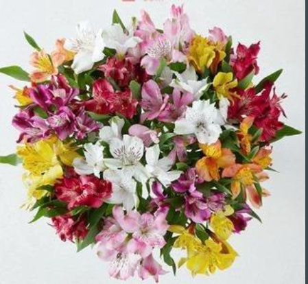 <h4>ALSTROMERIA ASSORTED</h4>