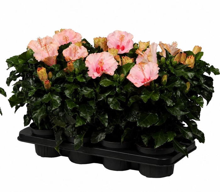 <h4>HIBIS JERSEY</h4>