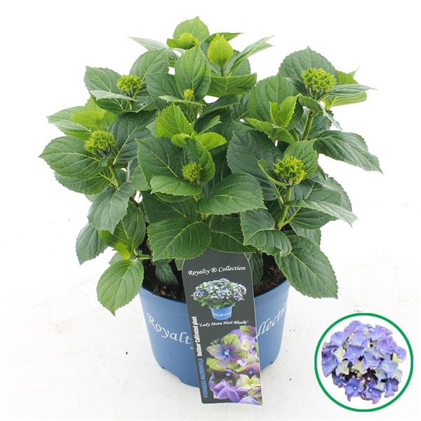 <h4>Hydrangea macr. Royalty® 'Lady Mata Hari'® Blauw C5 (23cm.) Kn.</h4>