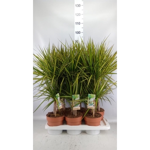 DRACAENA MARG. 'SUNRAY' 30-15