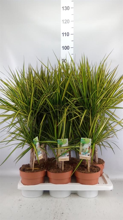 <h4>DRACAENA MARG. 'SUNRAY' 30-15</h4>