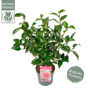Camellia japonica