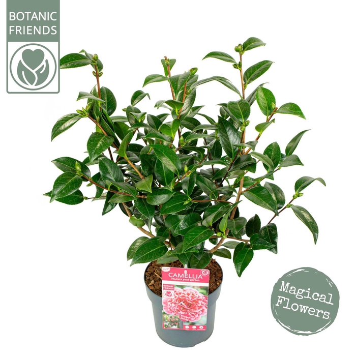 <h4>Camellia japonica</h4>