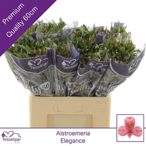 Alstroemeria Elegance | Quality 60