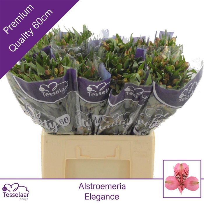 <h4>Alstroemeria Elegance | Quality 60</h4>