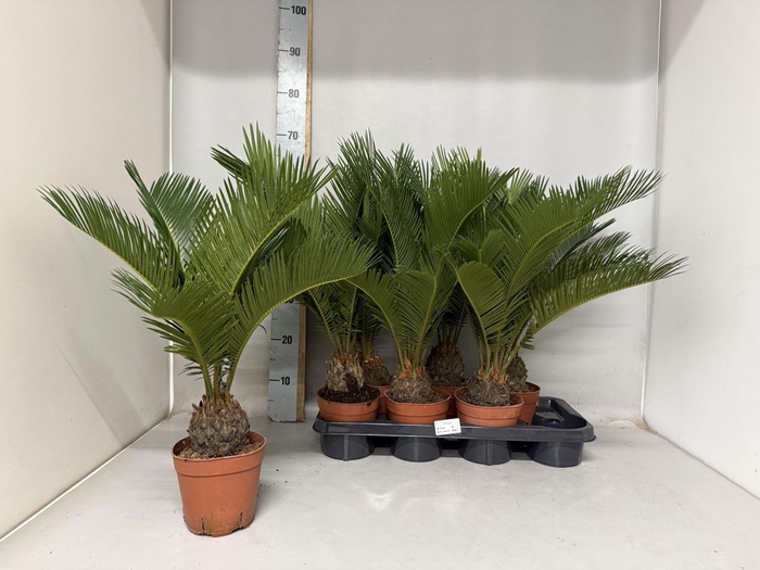 <h4>Cycas revoluta</h4>