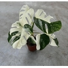 Monstera deliciosa Variegata 15Ø 45cm