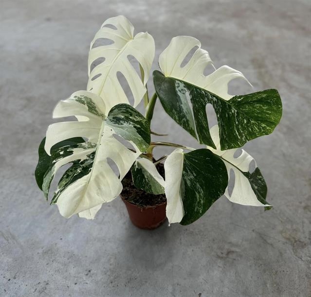 Monstera deliciosa Variegata 15Ø 45cm