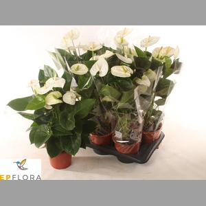 ANTHU A ARISA WHITE