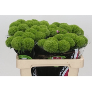 Dianthus Ba Gr Kiwi Mellow