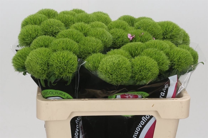 <h4>Dianthus Ba Gr Kiwi Mellow</h4>