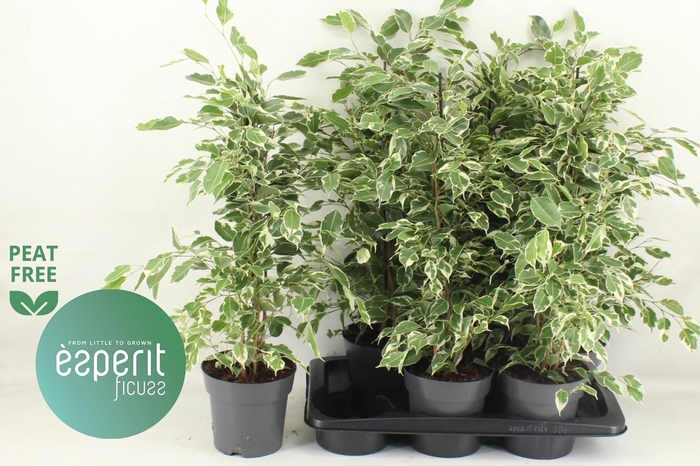 <h4>FIC BE TWILIGHT</h4>