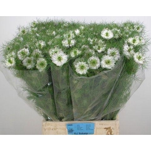 NIGE D MYSTERY WHITE