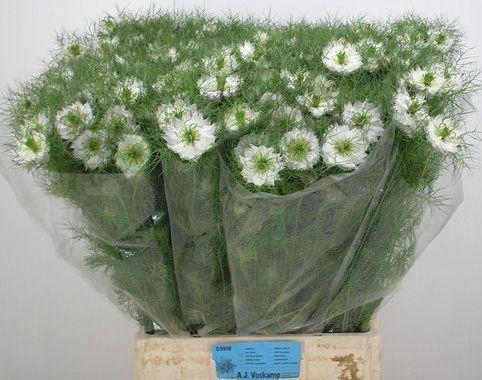 <h4>NIGE D MYSTERY WHITE</h4>