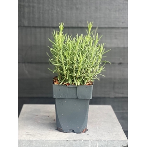 Lavandula angustifolia 'Munstead' P17