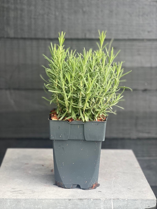 <h4>Lavandula angustifolia 'Munstead' P17</h4>