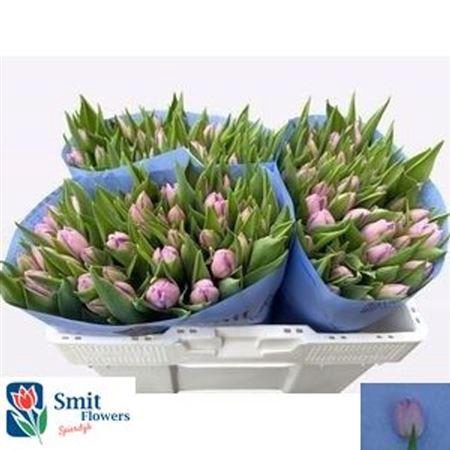 <h4>Tu En Candy Prince</h4>