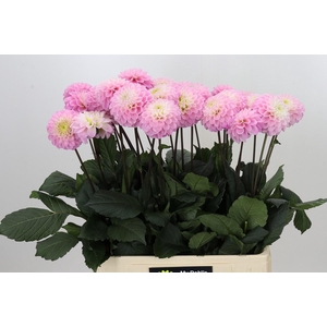 Dahlia Wizard of Oz