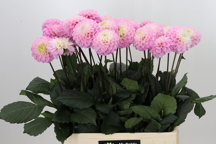 Dahlia Wizard of Oz