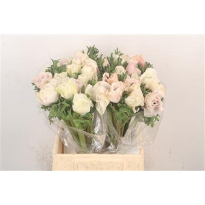 Anem Mistral White/ Salmon X25