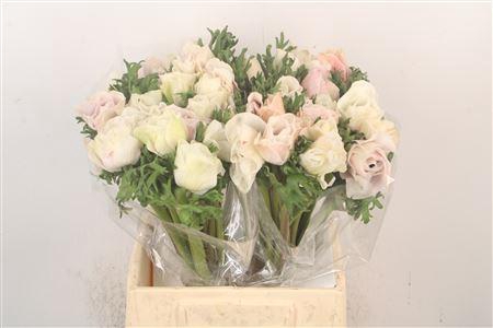 <h4>Anem Mistral White Salmon Super</h4>