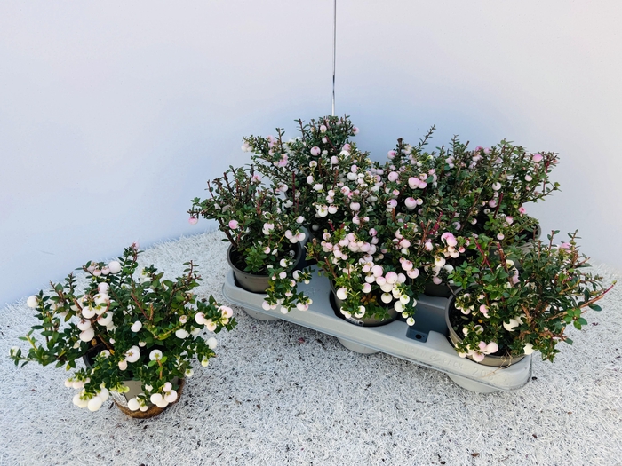 <h4>GAULTH MUCRONATA</h4>