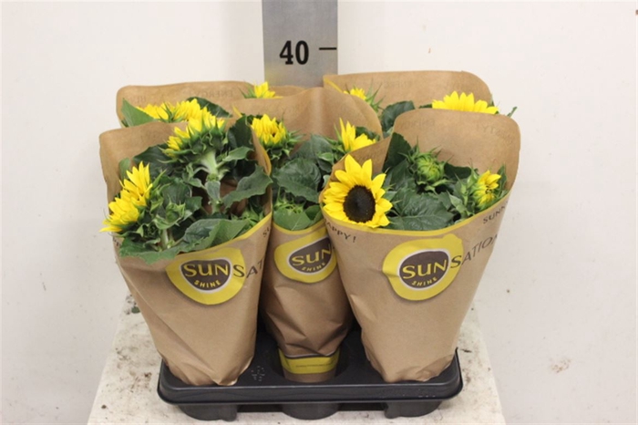 <h4>Helianthus Multiflower</h4>