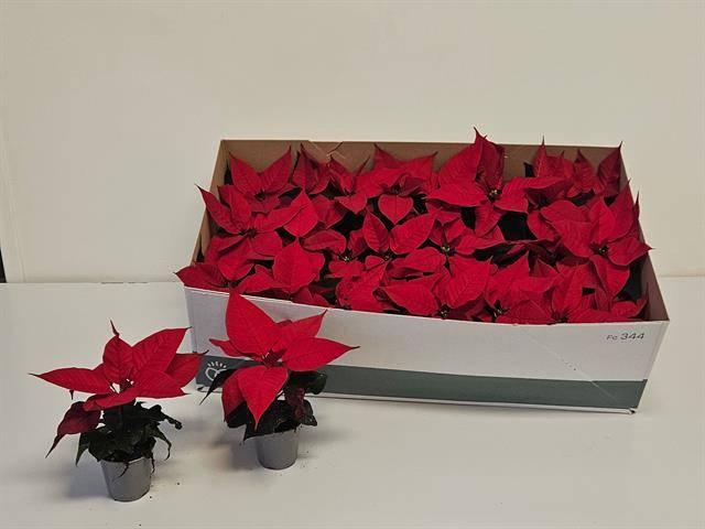 <h4>EUPHOR P ROBYN RED</h4>