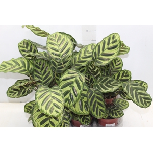 CALATHEA MAKOYAMA P12