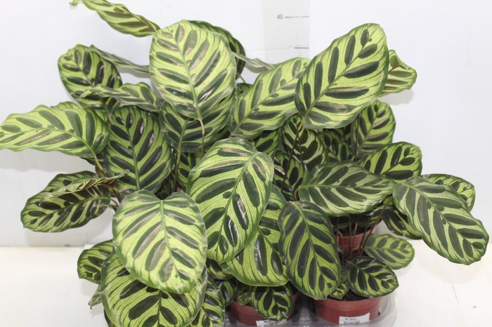 <h4>CALATHEA MAKOYAMA P12</h4>