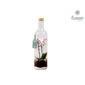 Green Bottle fles Jumbo met Phalaenopsis D17 H62