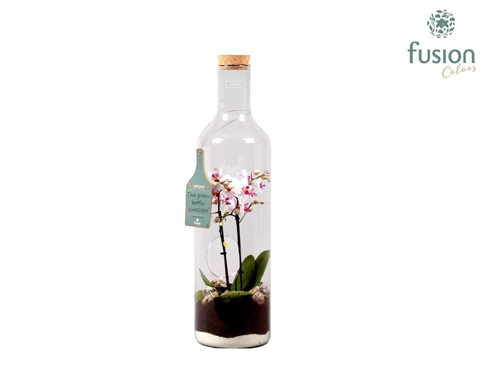 <h4>Green Bottle fles Jumbo met Phalaenopsis D17 H62</h4>