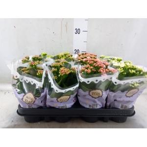 Kalanchoe blos.   ..rosebud mix  5