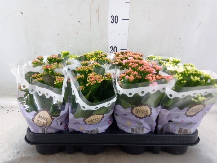 <h4>Kalanchoe blos.   ..rosebud mix  5</h4>