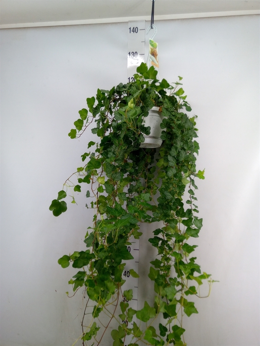 <h4>Hedera helix 'Wonder'</h4>