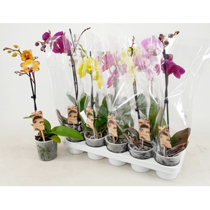 PHAL GEM