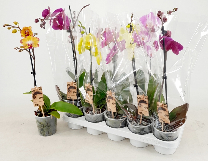 <h4>PHAL GEM</h4>