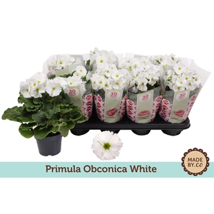 Primula Ob Wit