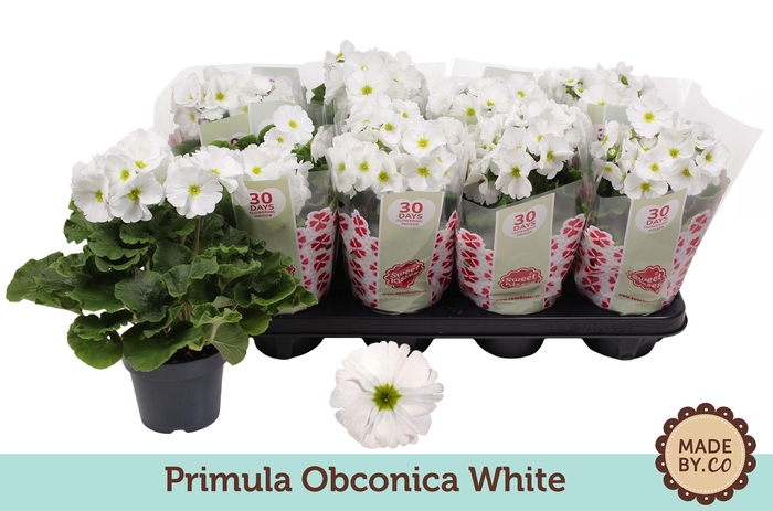 <h4>Primula Obconica White</h4>