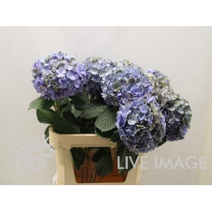 Hydrangea adora classic