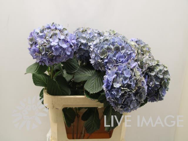 <h4>Hydrangea adora classic</h4>
